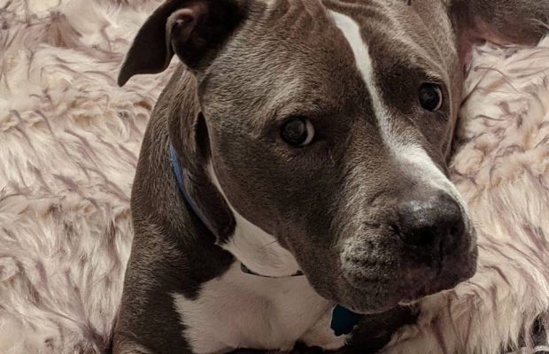 Dogs AND Pizza? Sign Me Up!