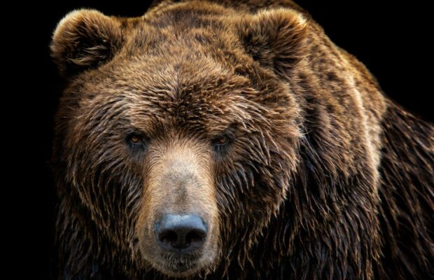 Smarter Than the Average Bear