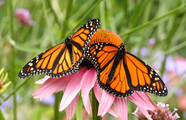 Oak Grove Butterfly Festival More Important Than Ever