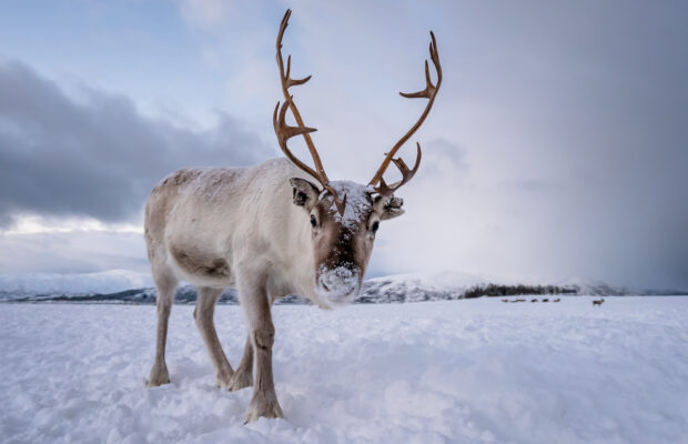 Santa’s Reindeer Are Closer Than You Think