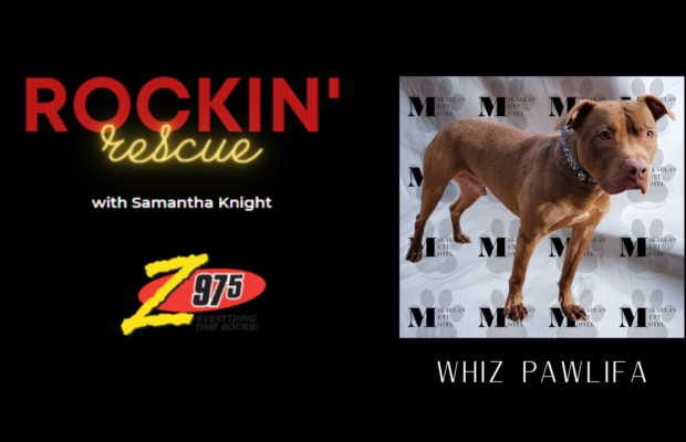Rockin’ Rescue – PUPdate on Whiz Pawlifa