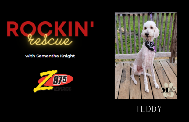 Rockin’ Rescue – Teddy