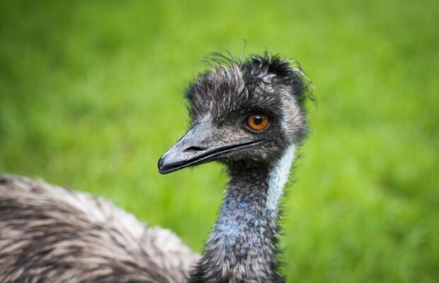 Emu Leads Tennessee Police on Low Speed Chase