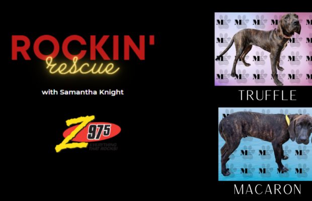 Rockin’ Rescue – Truffle & Macaron
