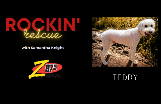 Rockin’ Rescue – Teddy PUPdate