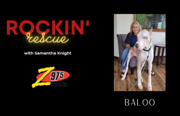 Rockin’ Rescue – Baloo PUPdate