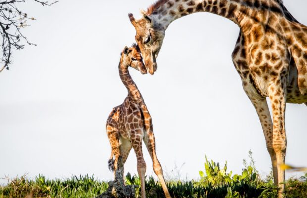 Spotless Giraffe Born at Tennessee Zoo