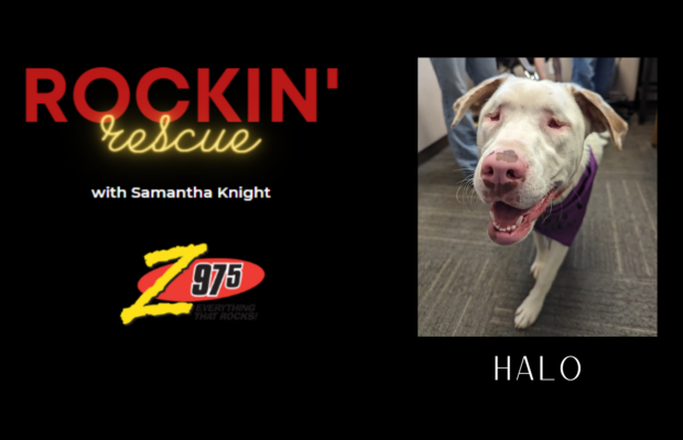 Rockin’ Rescue – Halo PUPdate