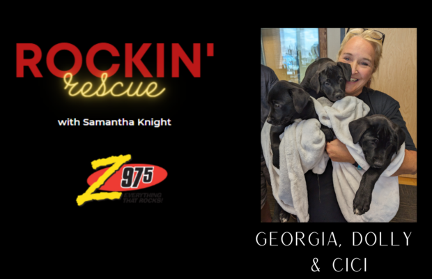 Rockin’ Rescue – CiCi, Georgia and Dolly