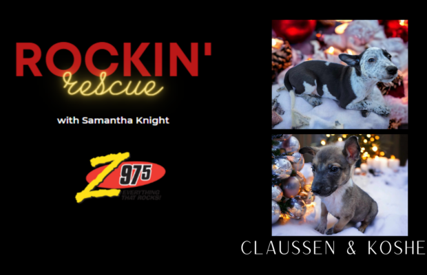Rockin’ Rescue – The Pickle Pups