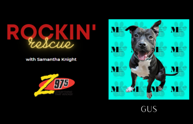 Rockin’ Rescue – Gus