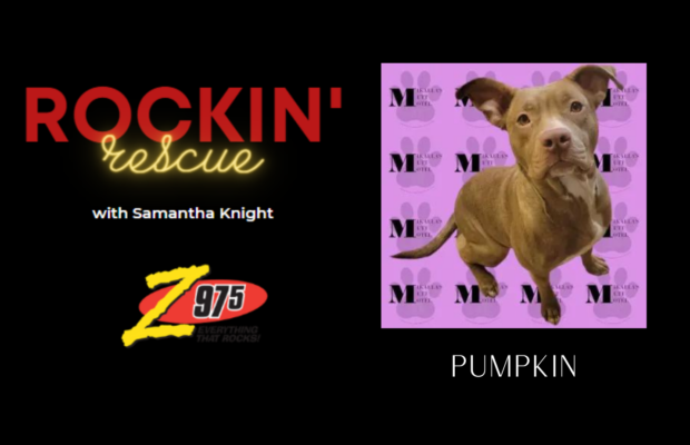 Rockin’ Rescue – Pumpkin