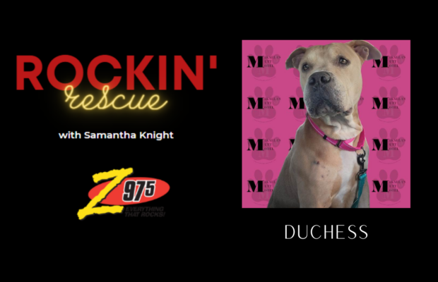 Rockin’ Rescue – Duchess