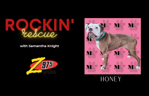 Rockin’ Rescue – Honey