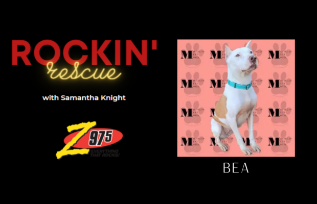 Rockin’ Rescue – Bea
