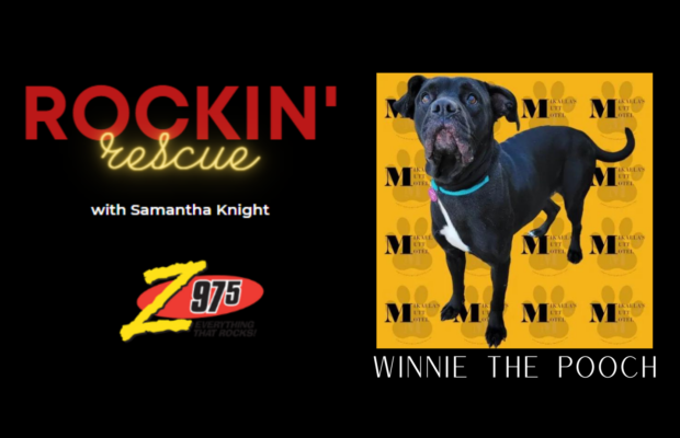 Rockin’ Rescue – Winnie the Pooch