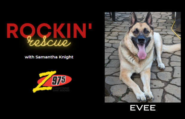 Rockin’ Rescue with Samantha Knight – Eevee