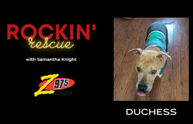 Rockin’ Rescue – Duchess PUPdate