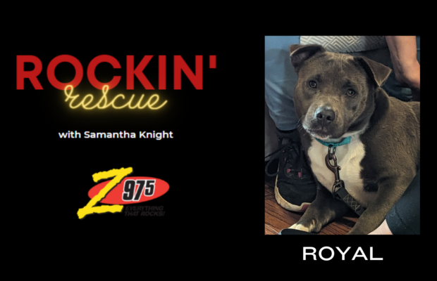 Rockin’ Rescue – Royal