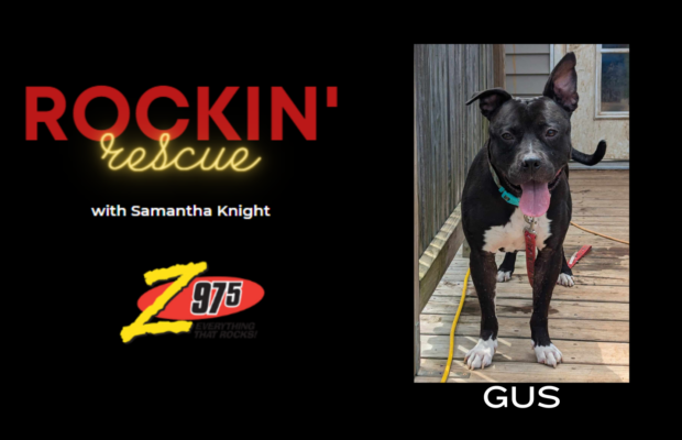 Rockin’ Rescue – GUS PUPdate