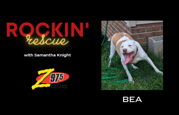 Rockin’ Resuce – Bea PUPdate