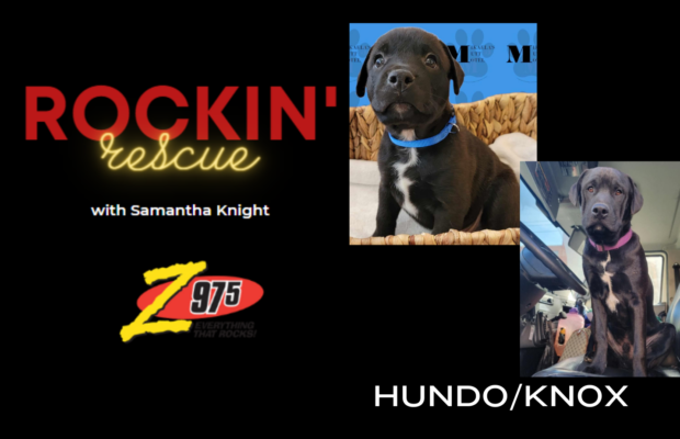 Rockin’ Rescue – Hundo Happy Tail Pupdate