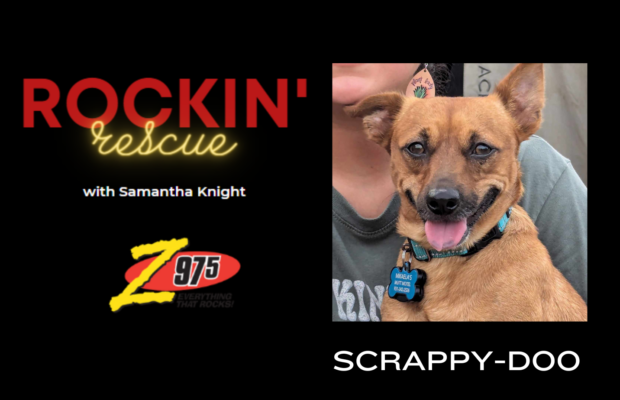 Rockin’ Rescue – Scrappy-Doo and His Foster Mom, Ingrid
